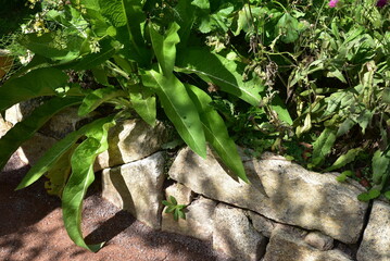 Muret de pierres sèches au jardin