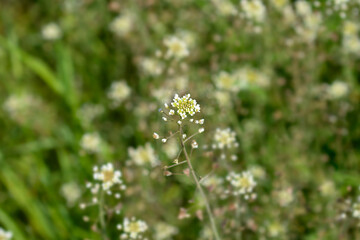 Shepherds purse flowers - Latin name - Capsella bursa-pastoris