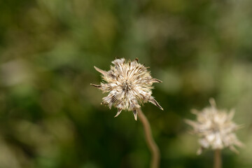 Caucasian pincushion seed head - Latin name - Scabiosa caucasica