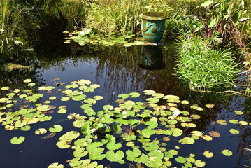 Jardin d'eau aux nénuphars en été	