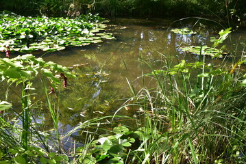 Jardin d'eau en été