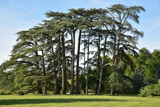 Bois de cedrus atlantica glauca en &eacute;t&eacute;