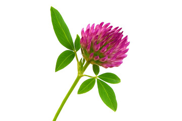 Naklejka premium Red clover flower isolated on white background cutout