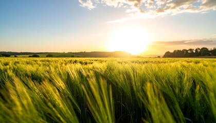 Golden sunset over a vibrant field