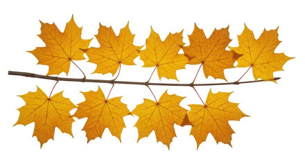 Isolated Branch with Autumn Leaves