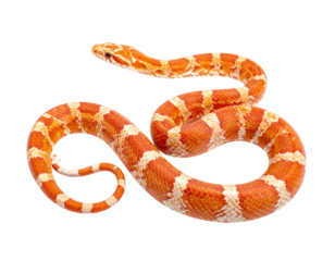 Hyperrealistic image of a bright orange and white albino corn snake stretched out