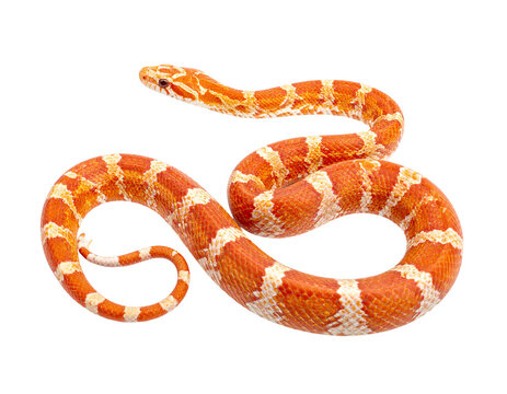 Hyperrealistic image of a bright orange and white albino corn snake stretched out