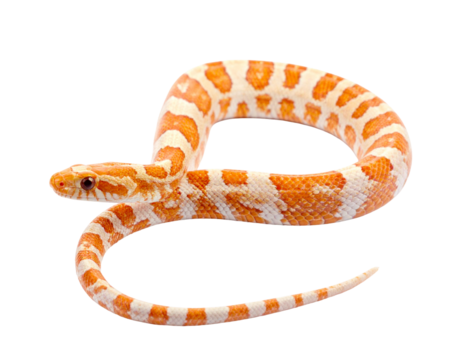 Hyperrealistic image of a bright orange and white albino corn snake stretched out