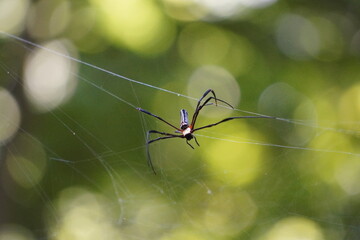 A golden silk orb-weaver spider is started making web