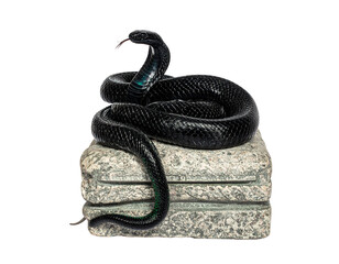 Naklejka premium Hyperrealistic image of a glossy black cobra with emerald highlights sitting upright