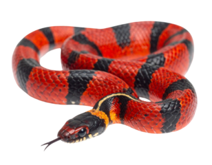 Hyperrealistic image of a vibrant red and black coral snake with glossy scales, isolated PNG