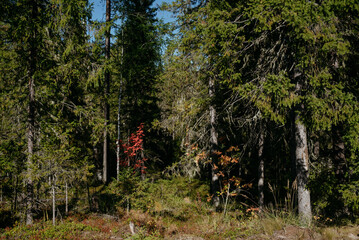 Autumn forest landscape