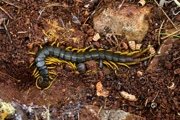 Mediterranean banded centipede // Europäischer Riesenläufer, Mittelmeerskolopender (Scolopendra...