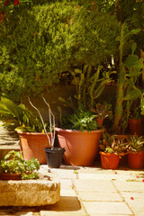 Mediterranean garden and plants