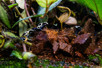 Colorful poison dart frogs in rainforest habitat