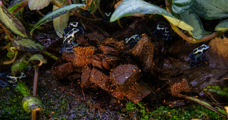 Group of exotic amphibians among leaves and moss, poisonous frogs