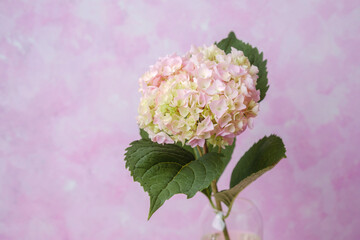 Single pink hydrangea in vase on pastel background – ideal for romantic minimal use
