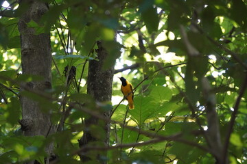 A Black-hooded Oriole on a branch amidst lush foliage in the forest