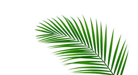 Fototapeta premium Pristine vibrant emerald green palm leaf, meticulously detailed with translucent veins, flat lay on a transparent background with ample negative space. Concept of natural wellness and purity