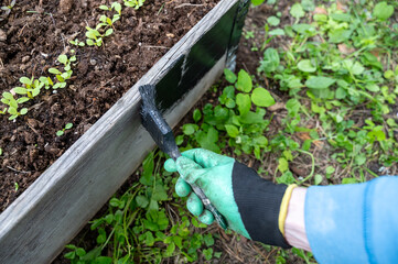 Hand in protective glove uses brush to paint wooden garden bed black. Process makes bed look neat...
