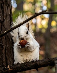 White Squirrel Eating Nut - Park Scene
