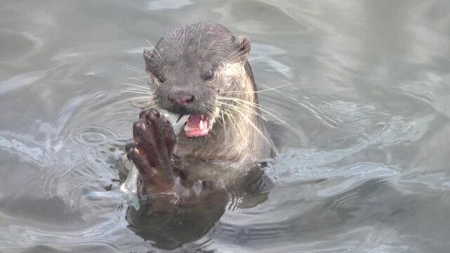 Wild otter from island of Borneo, Sandakan. But in absence of persecution and the presence of fish in cities, otter becomes trusting. Hairy-nosed Otter (Lutra sumatrana) caught a catfish