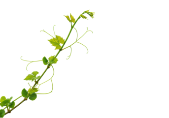 Thriving green vine with vibrant leaves, delicate new shoots curling, twisting against a transparent studio background with ample negative space. Concept of organic growth and positive development