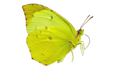 Isolated Yellow Butterfly