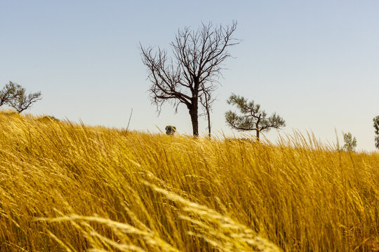 View of golden grasses ripple in the breeze beneath the stark silhouette of trees against a clear sky, Uluru, Northern Territory, Australia.