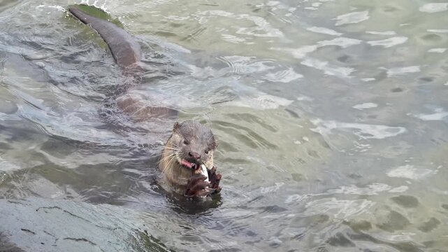 Wild otter from island of Borneo, Sandakan. But in absence of persecution and the presence of fish in cities, otter becomes trusting. Hairy-nosed Otter (Lutra sumatrana) caught a catfish