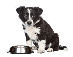 lack and white stray puppy sitting beside a shiny empty bowl PNG