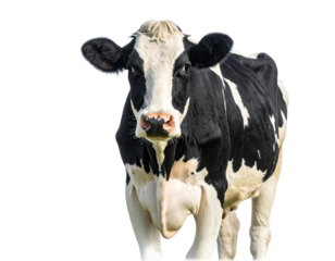 Holstein Friesian dairy cow PNG with black and white patches 