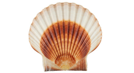 Isolated Scallop Shell