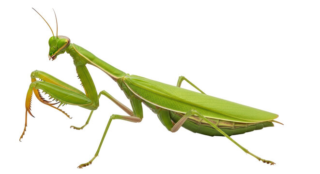 Isolated Praying Mantis