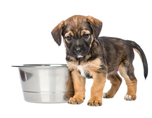 Small Indian stray puppy standing next to an empty stainless-steel bowl PNG