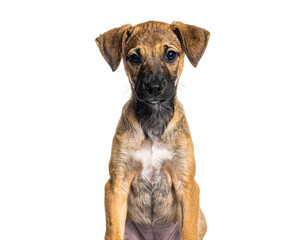 Thin stray puppy with innocent eyes sitting upright PNG