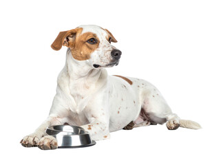 White-and-brown patched Indian stray dog standing alert, tail slightly curved, isolated PNG