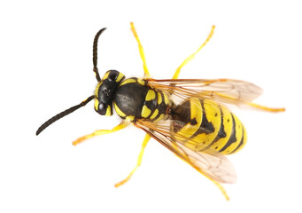 European wasp isolated on white, top view	