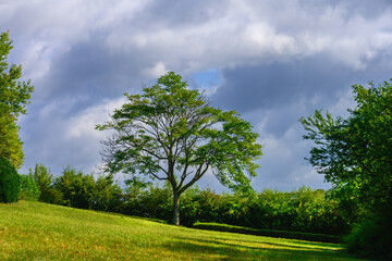 Schöne große Blasenesche steht in der Parkwiese, Baumkrone zeigt Baumschäden an