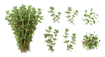 Isolated Thyme Herb Assortment