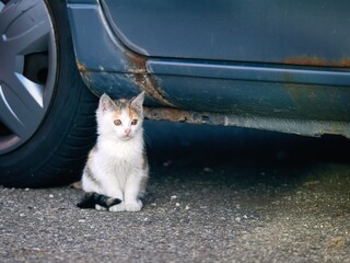 Shy Stray kitten hiding between cars and looking away. 