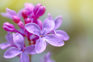 Spring fresh purple lilac flower against the pale green background
