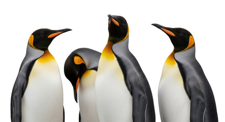 Isolated Emperor Penguins