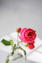 Pink rose bloom in glass vase with water, light shadows on bright background.