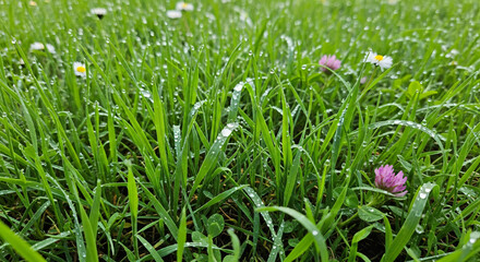 Obraz premium Close-up of a lush green lawn with vibrant grass blades and wildflowers glistening with fresh morning dew drops, symbolizing purity and new beginnings