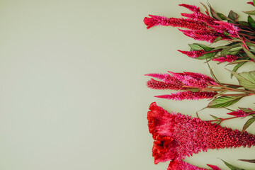 Crimson celosia flowers arranged on a light green background with empty space