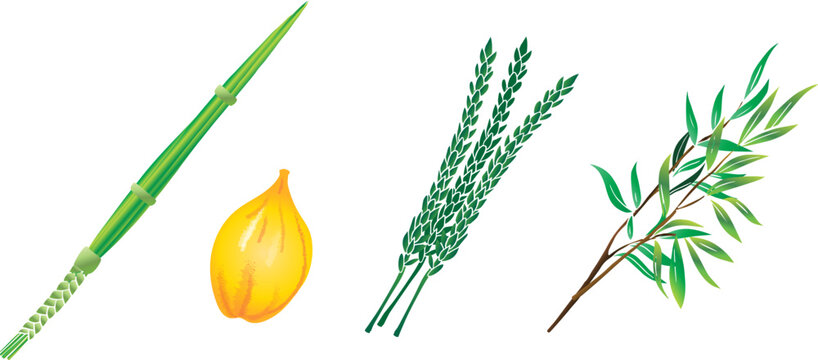Sukkot four species set traditional symbols Holiday Four plants Etrog citron, hadas myrtle branches, lulav palm branch, aravah willow branches isolated icons Autumn Jewish New Year decoration sign