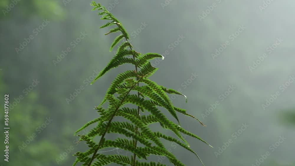 Poster close up view of a fern with foggy and moody tree background