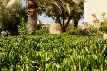 Image of vibrant green shrubbery in a garden setting, with palm trees and other plants in the...