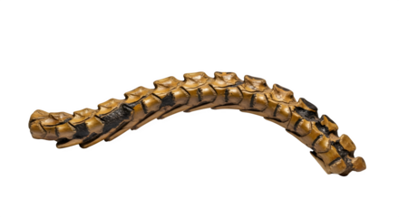 Decorative wooden spine isolated on transparent background, a unique and artistic representation of the human backbone with intricate details and craftsmanship